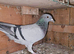 Racing pigeons