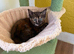 Beautiful Kittens, Ginger, Tortishell