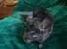 Lovely 2x female ebony chincillas
