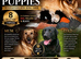 KC Registered Labrador Puppies Health-Tested Parents • Family Raised • Reservations Now Being Taken