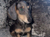 Ready to leave miniature dachshunds