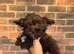 Cockapoo x Shitzu