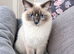 Ragdoll Bicollor male kittens