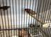 Zebra finches