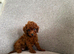 Dark Red Teacup Asian Poodle Girls
