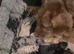 Labradoodle F1B Health clear pups