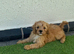 Stunning F1 cavapoos