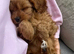Cavapoo puppies