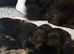 Beautiful chow chow puppies