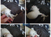 Adorable bichon frise