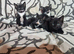 Beautiful kittens