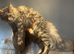 Female mainecoon active register