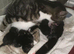 Kittens for sale