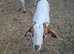 Goat kids