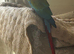 7 year old GW macaw