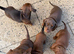 Miniature Dachshund pups