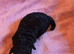 Gorgeous Toy Poodle Pups