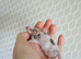 17 Very Friendly Female Mice PET HOMES ONLY