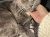 Grey British shorthair mixed