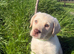 Beautiful quality Labrador puppies