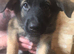 5 Malinois x GSD Puppies *READY TO GO*