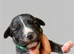Staffordshire bull terrier pups available