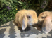 2 harlequin mini lops ready to go