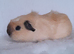 One Crested Cream Californian Female Guinea Pig.