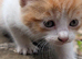 Kittens for sale