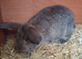 Lovley bunnies