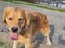 Golden retriever Charlie