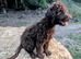 Spanish water dog KC register