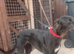 Woking Lurcher Girl