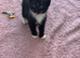 2 beautiful kittens left