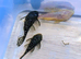 Albino and Chocolate Bristle nose Plecos