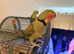 One male and One female Alexandrine Parrot, BONDED