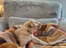 Labradoodle puppies
