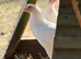 Bason White hens