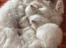 Simba family