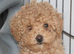 Holistic Toy Poodle Puppies