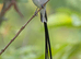 WEAVERBIRDS (Ploceidae)