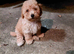 Poochoon pup