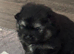 Two beautiful Pomeranian puppies