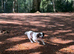 2 year old springer for sale