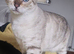 Snow bengal Lynx boy (blue eyes)