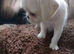 5 pugzu puppies