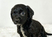 Cocker x lab puppies