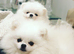 Asian Pomeranian Stud DNA tested