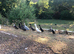 Indian runner ducks and drakes