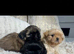 Imperial Shih Tzu Puppies